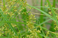 Cyperus iria